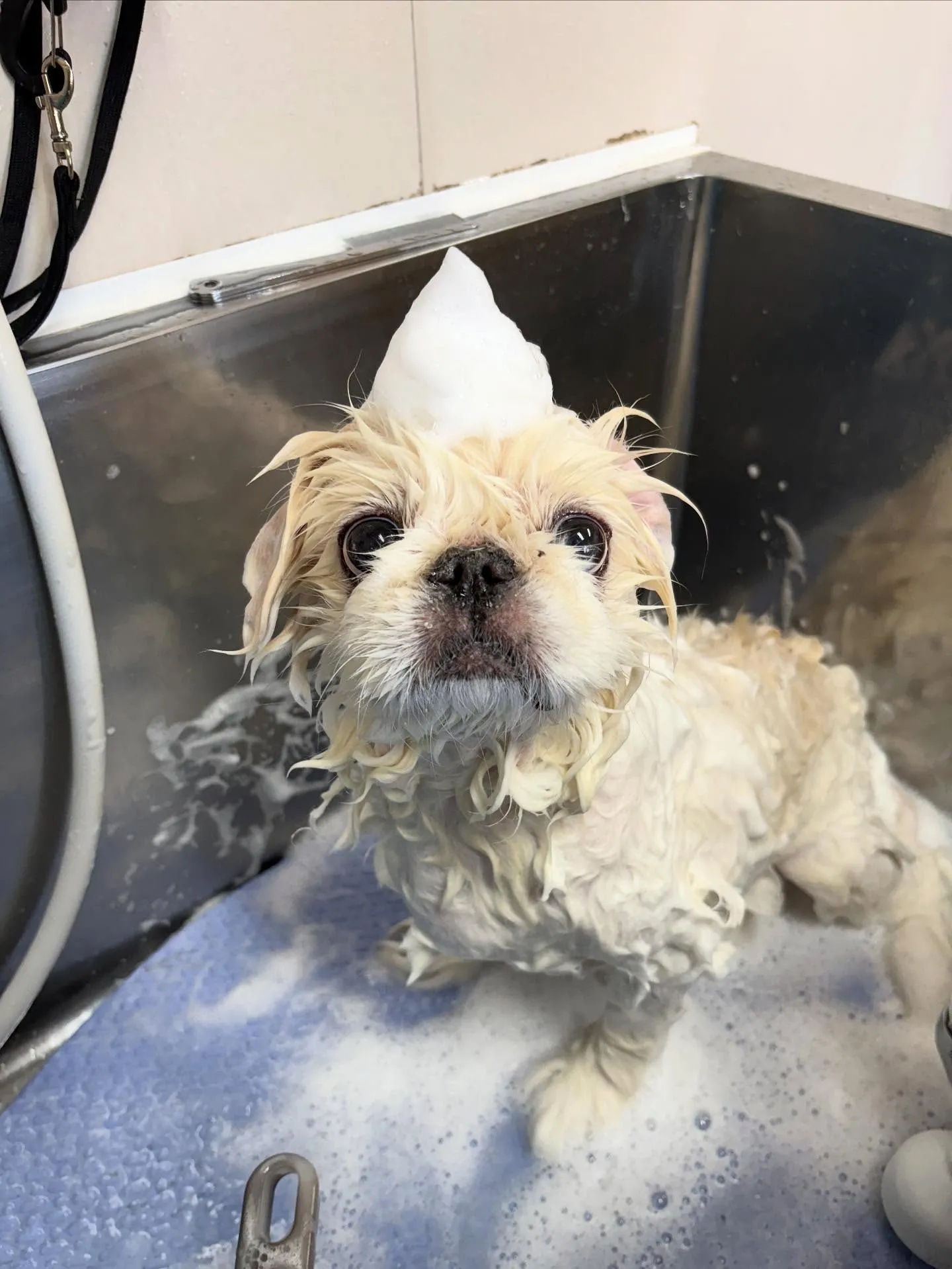 犬のトリミング✂️