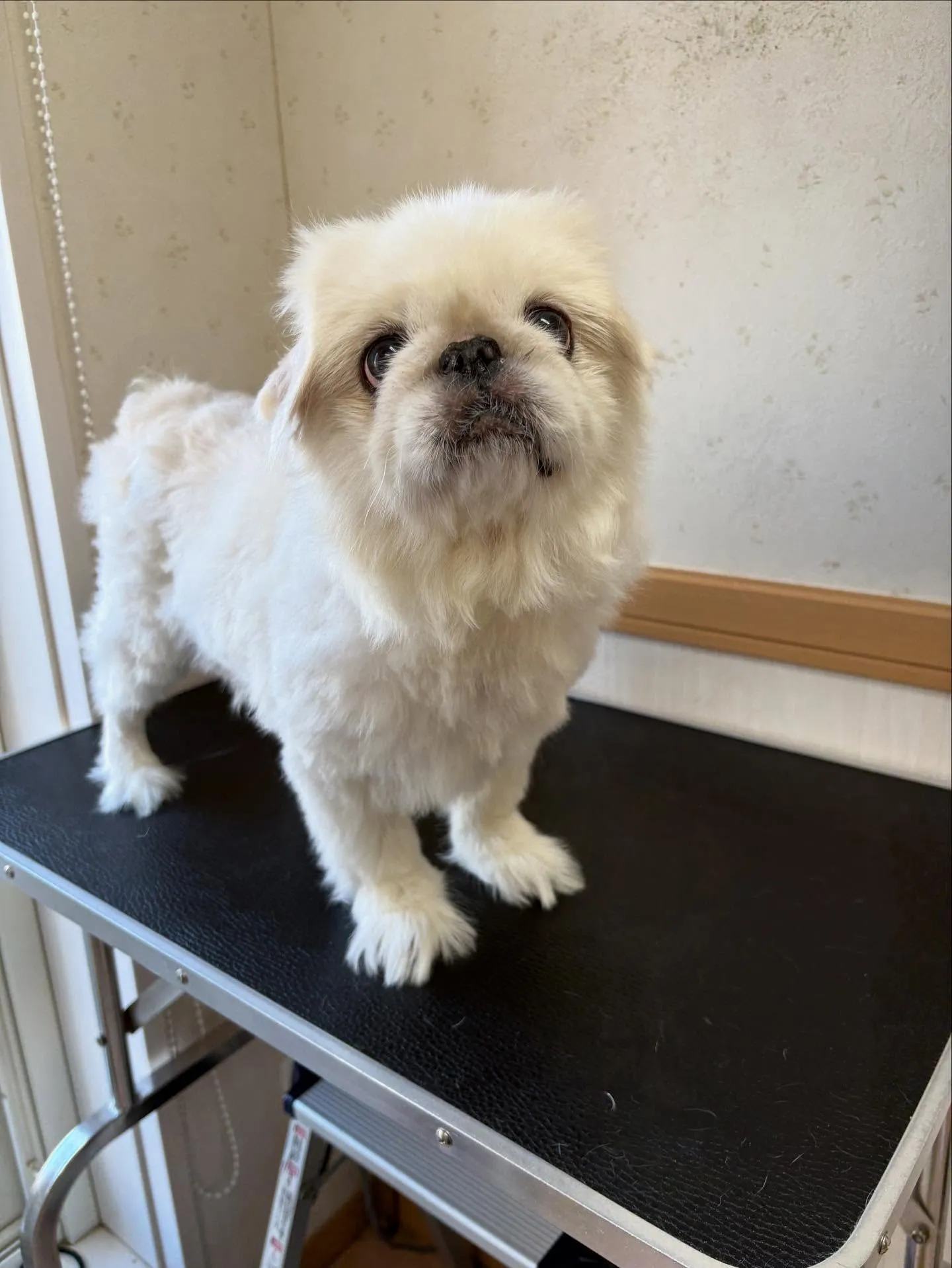 犬のトリミング✂️