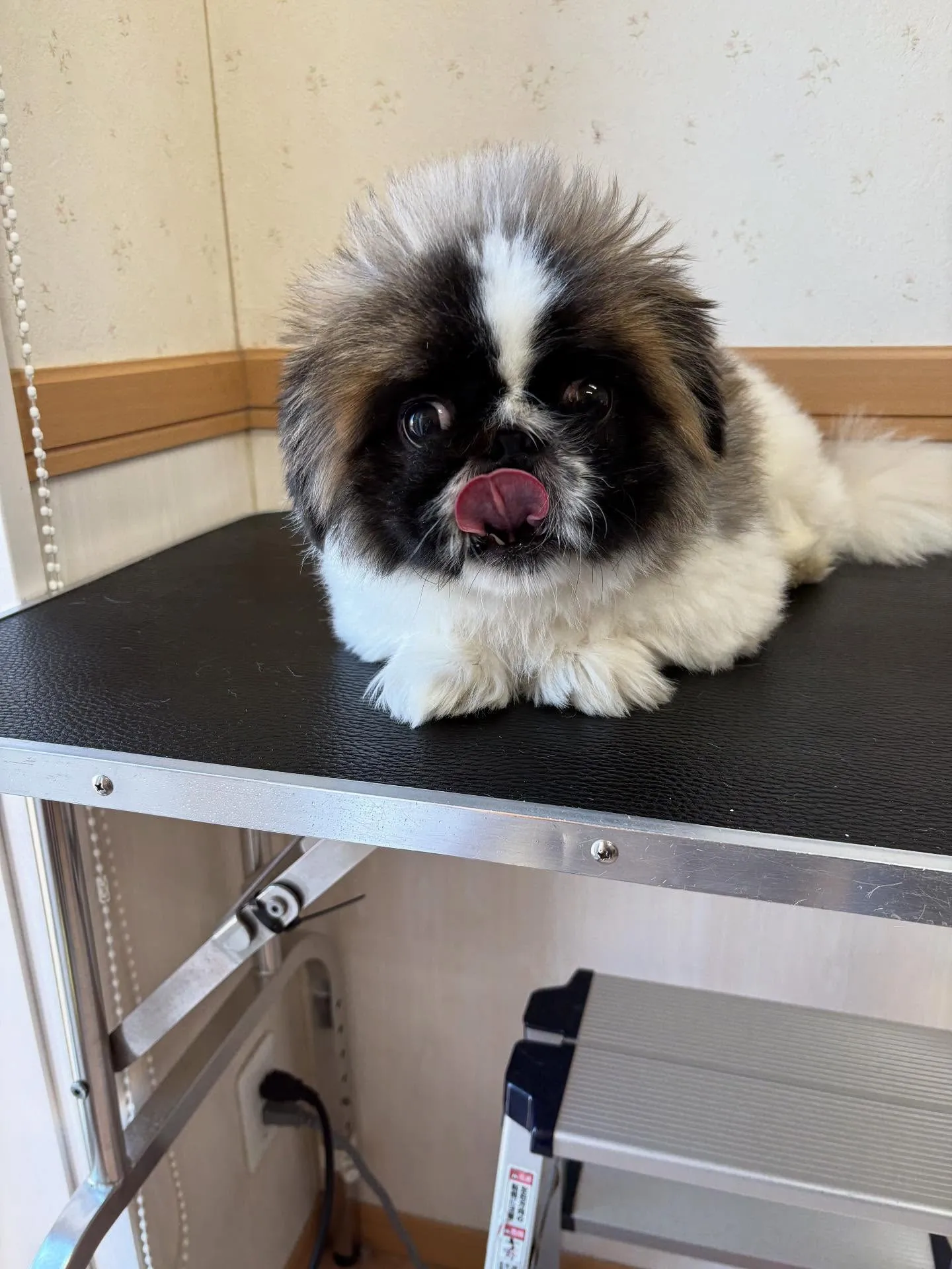 犬のトリミング✂️