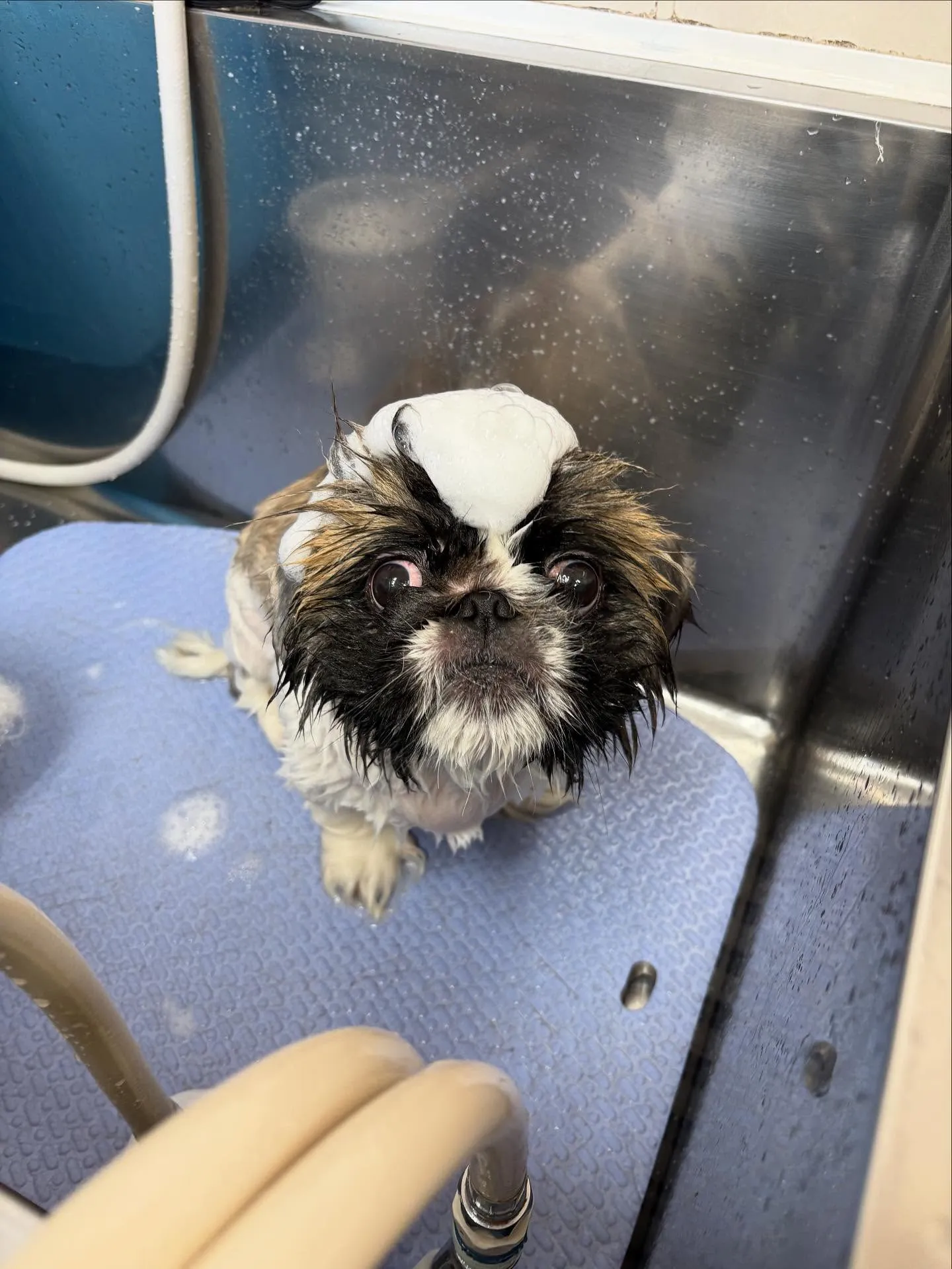 犬のトリミング✂️