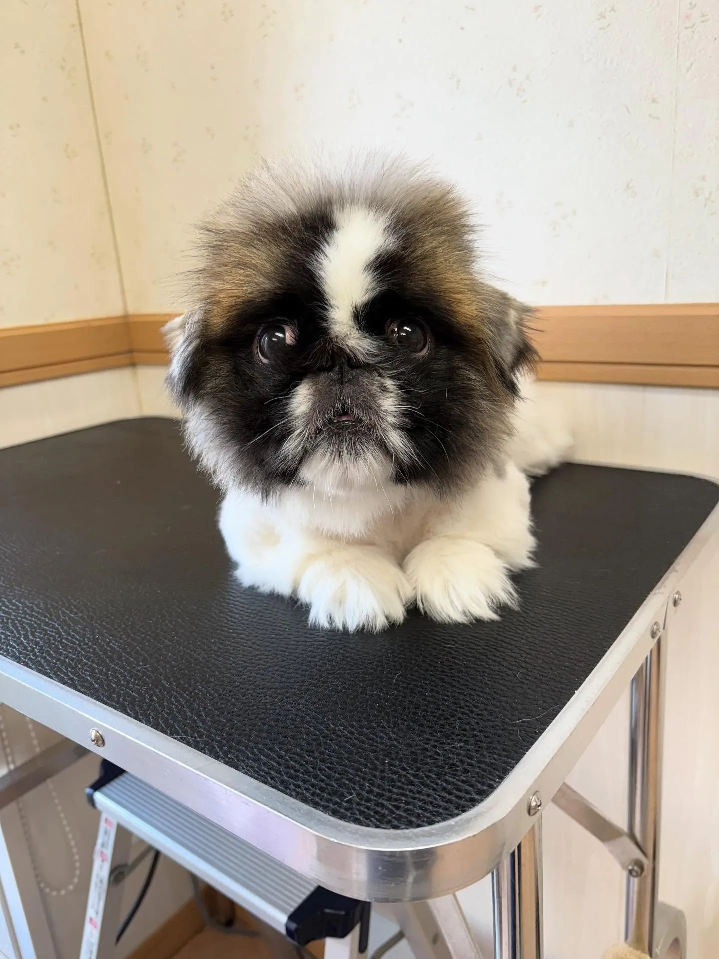 犬のトリミング✂️