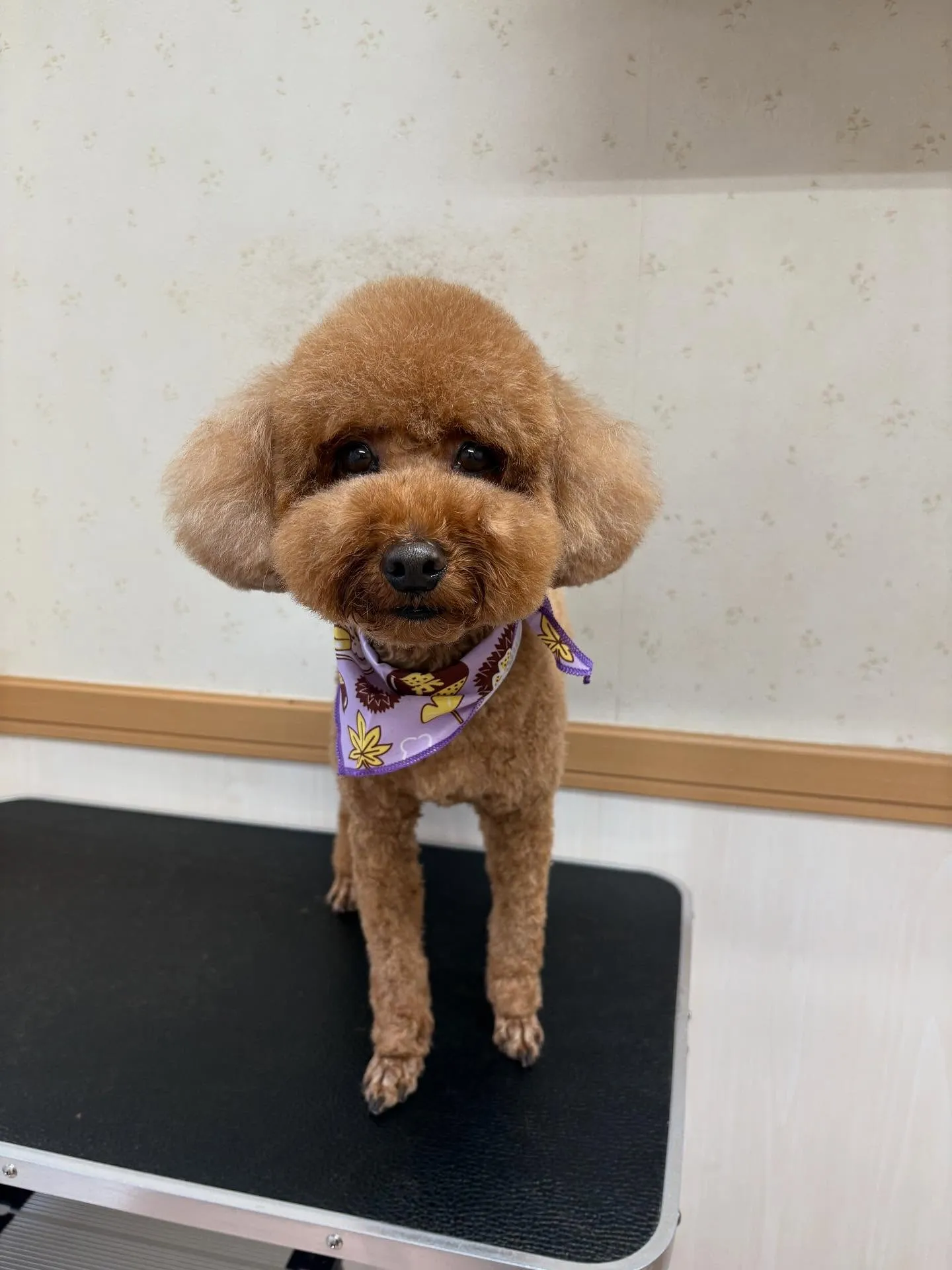 犬のトリミング✂️