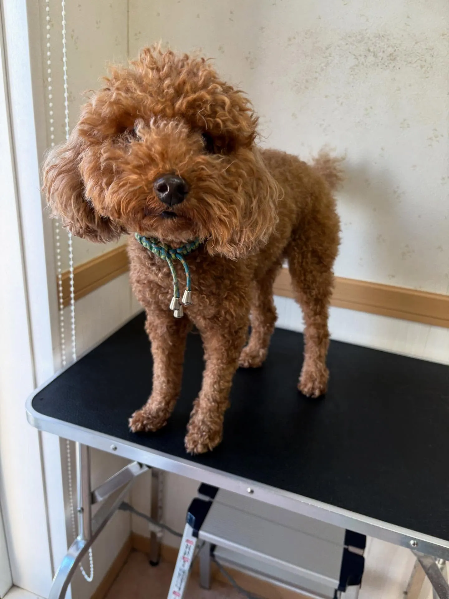 犬のトリミング✂️