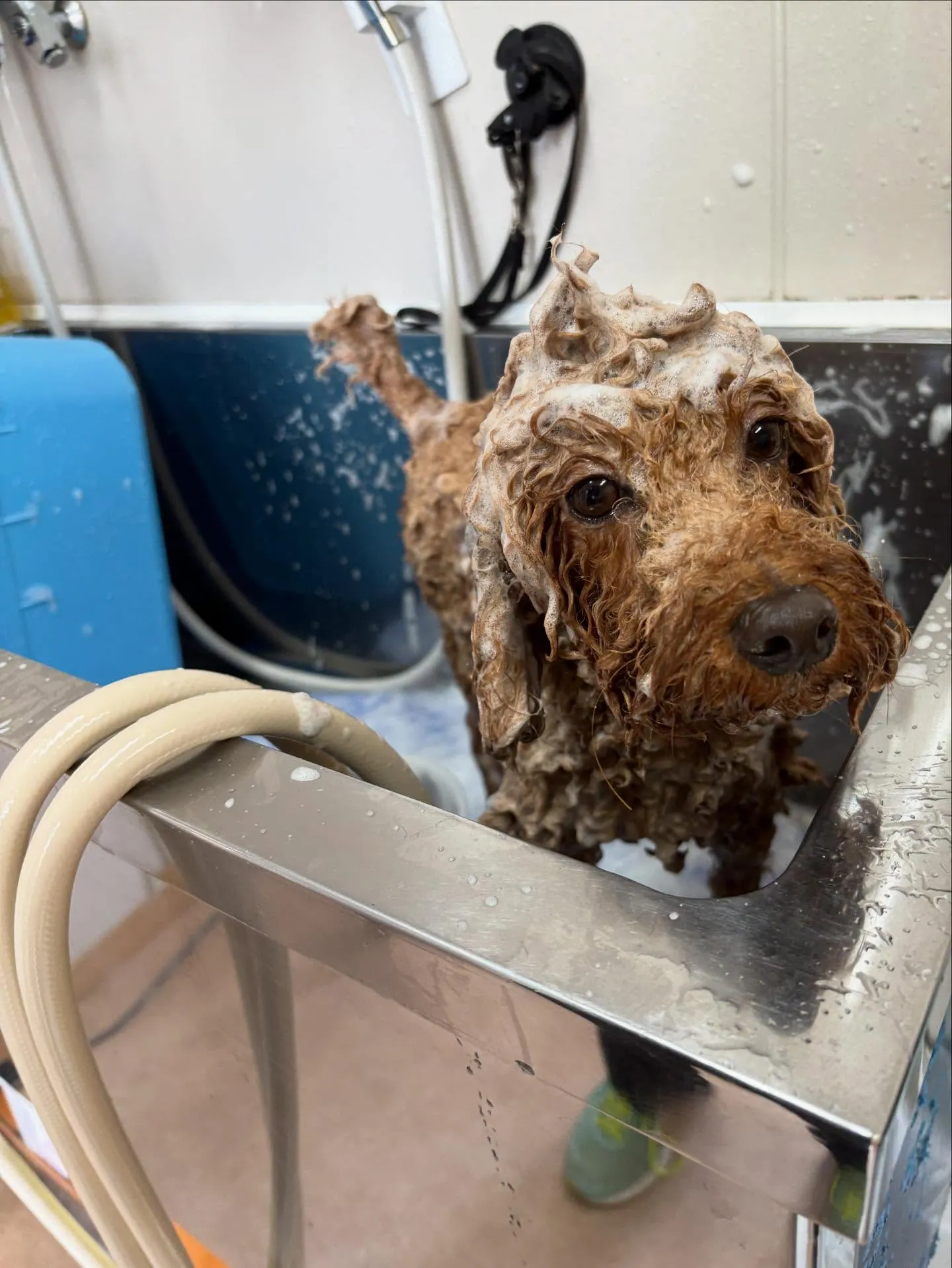 犬のトリミング✂️