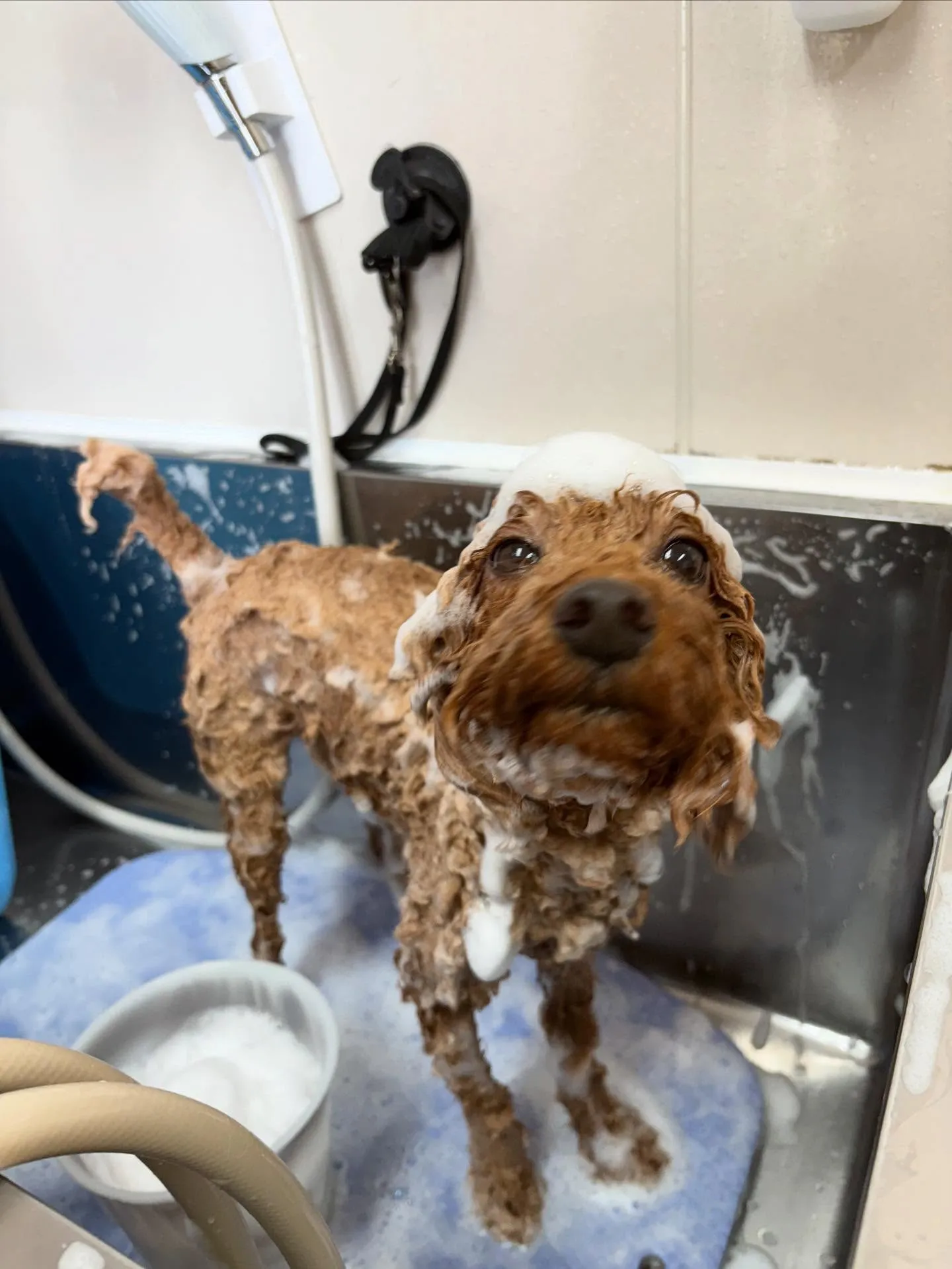 犬のトリミング✂️