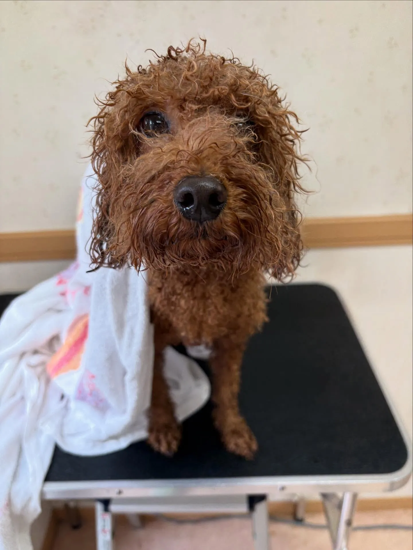 犬のトリミング✂️