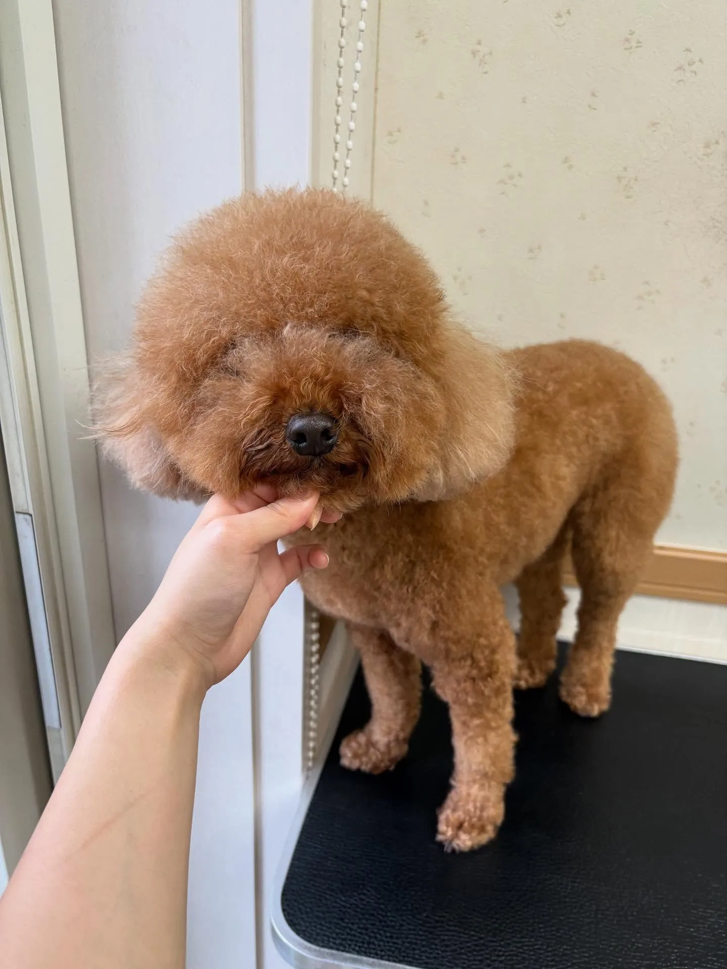 犬のトリミング✂️