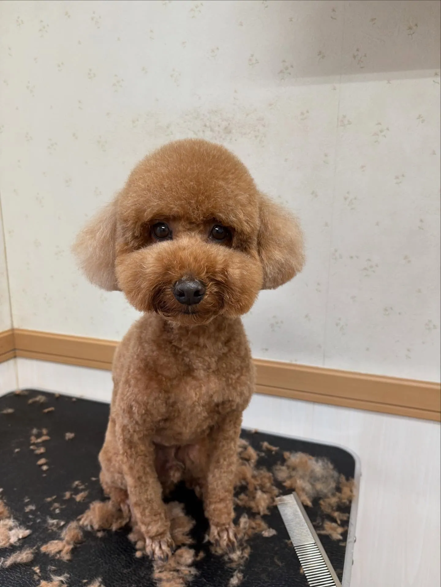 犬のトリミング✂️