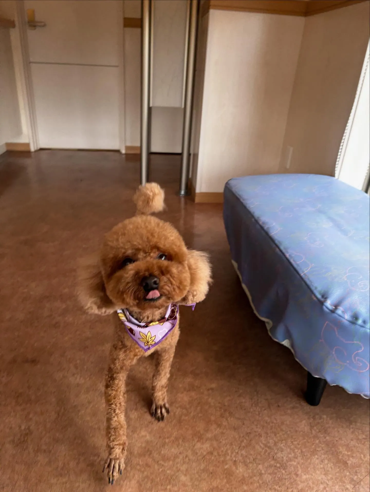 犬のトリミング✂️