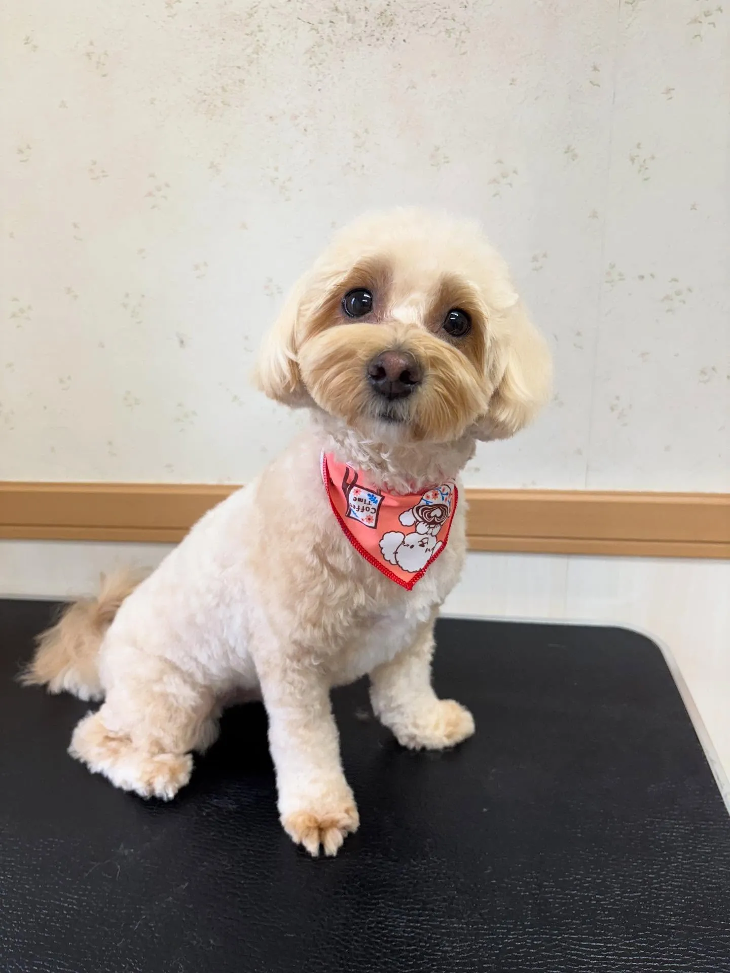 犬のトリミング✂️