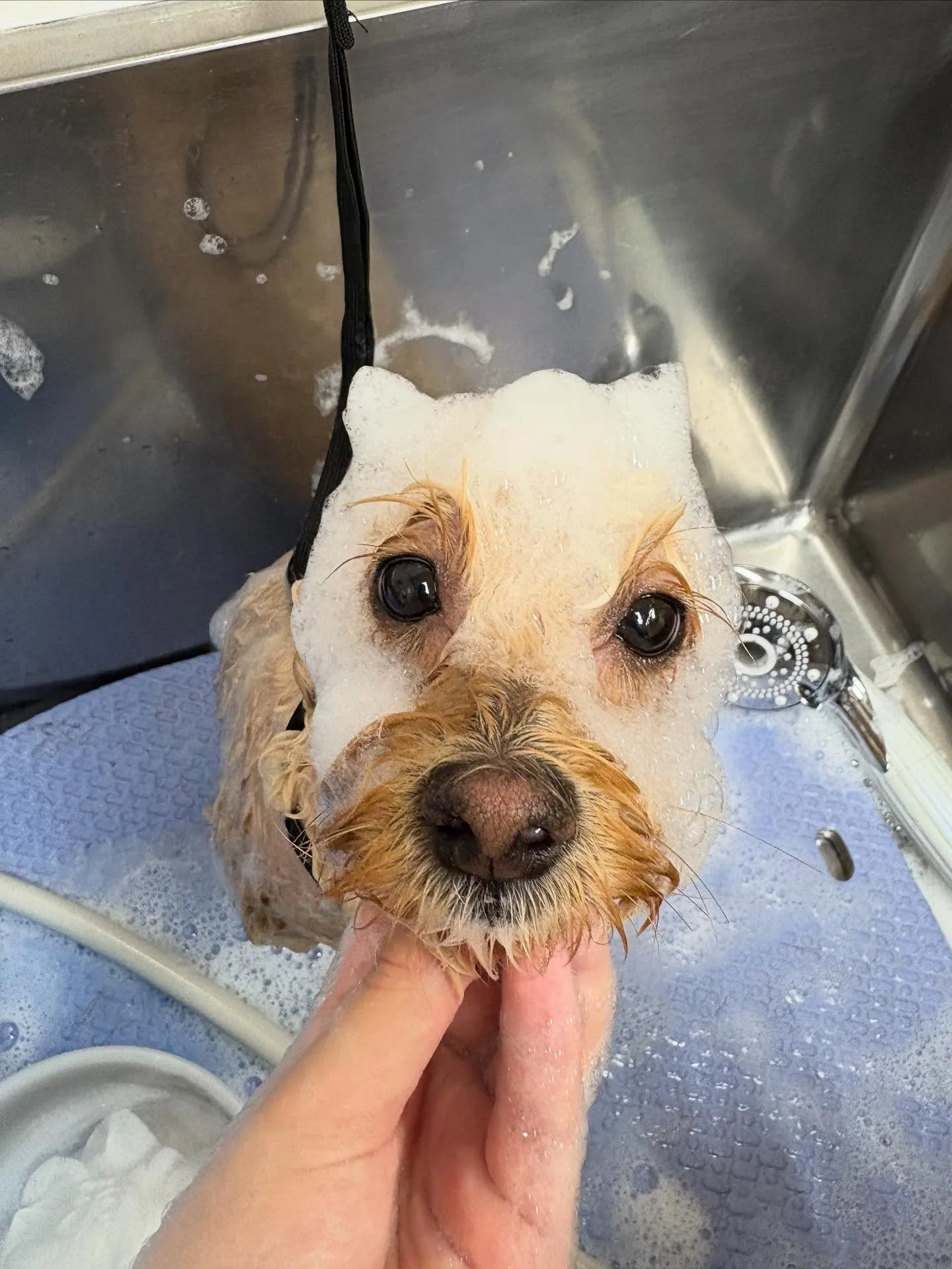 犬のトリミング✂️