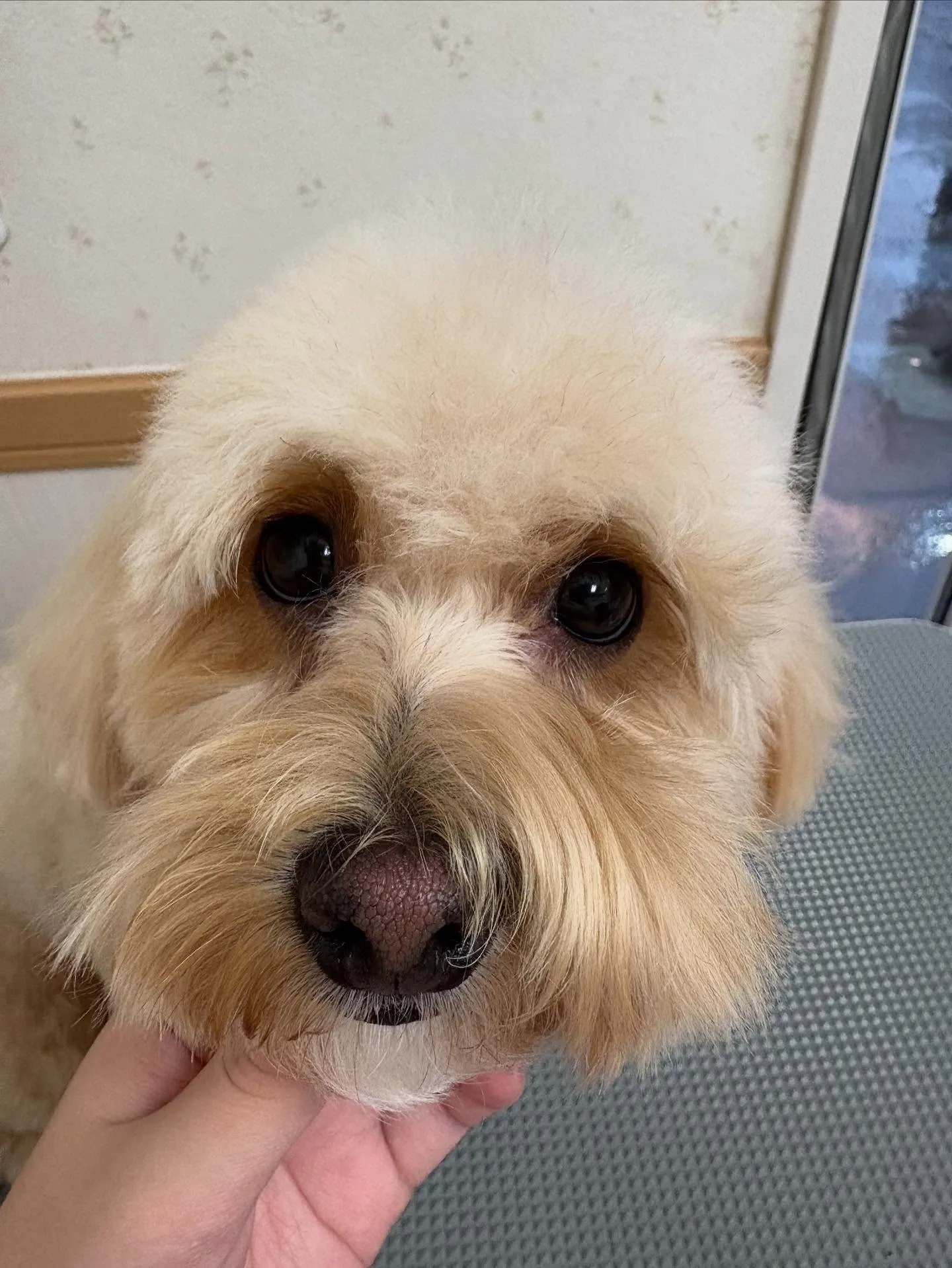 犬のトリミング✂️