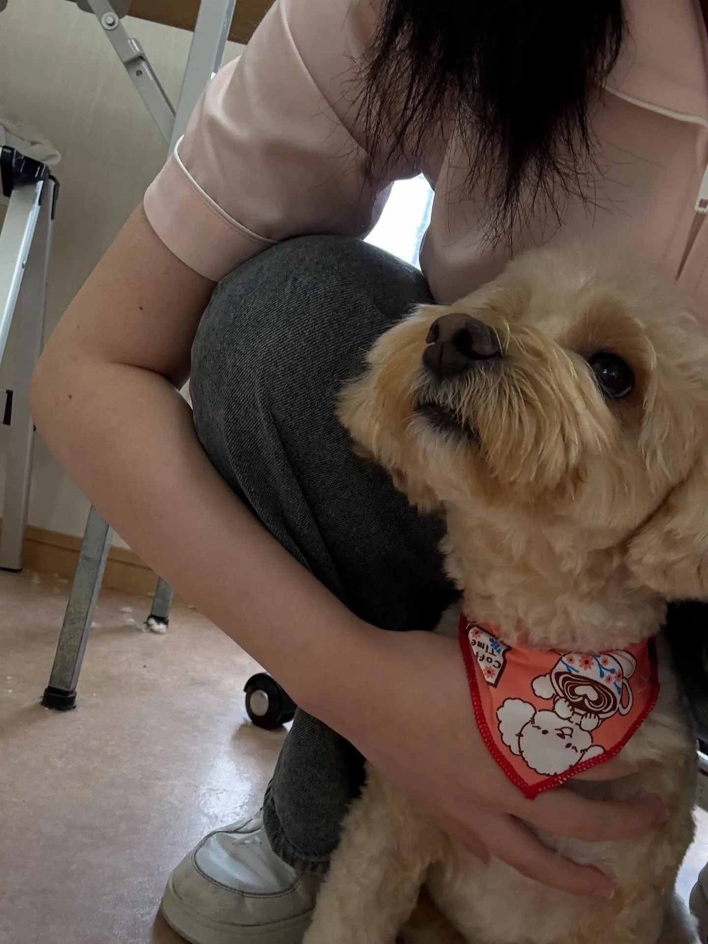 犬のトリミング✂️