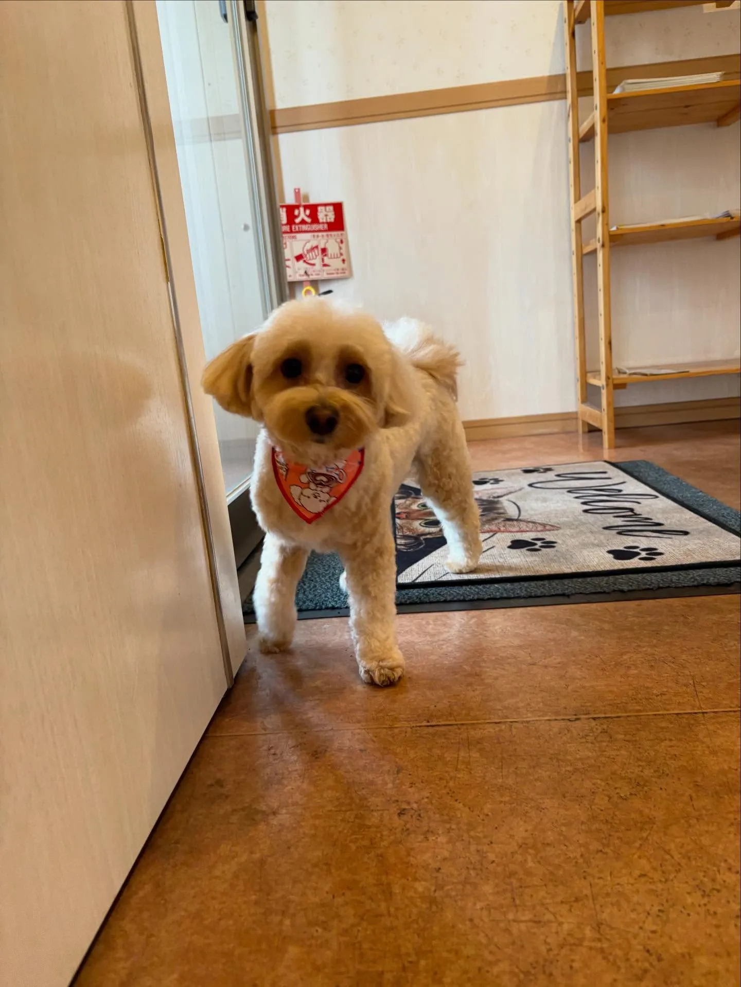 犬のトリミング✂️