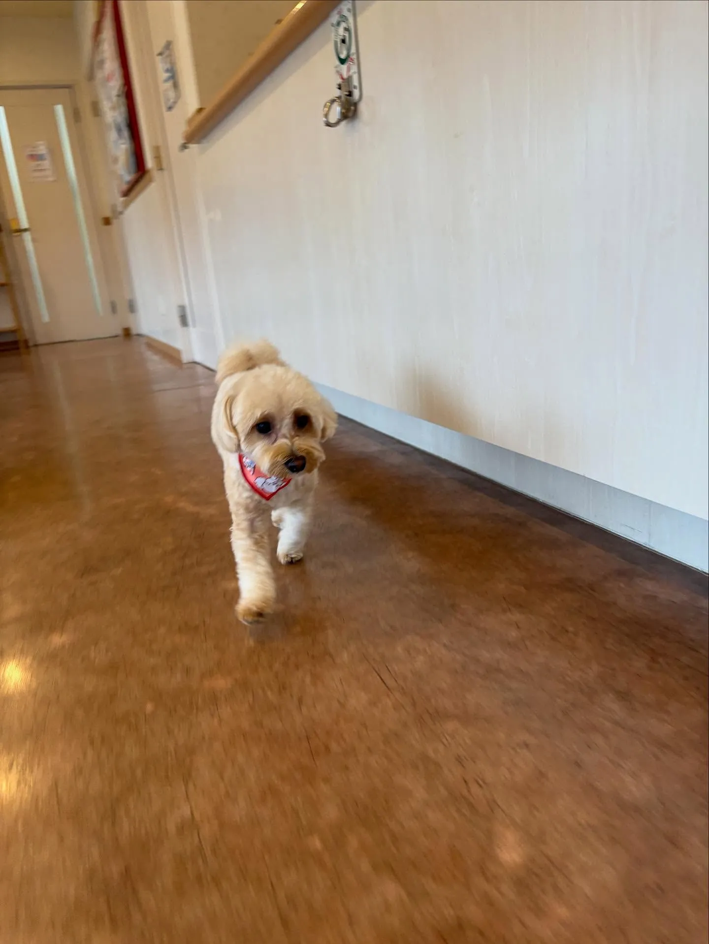 犬のトリミング✂️