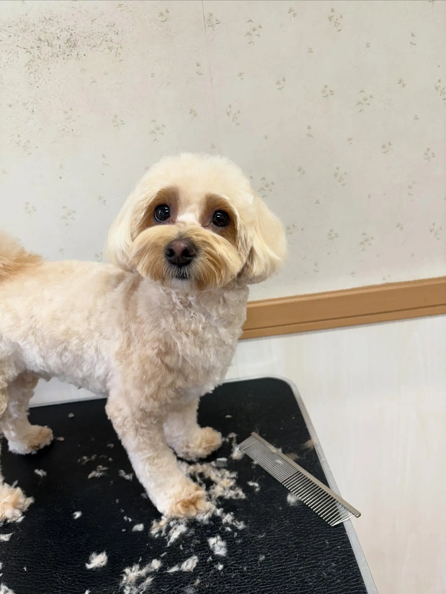 犬のトリミング✂️