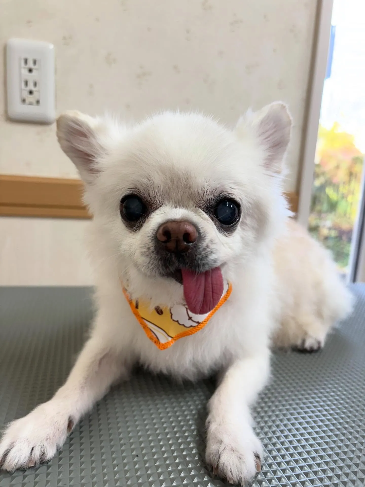 犬のシャンプー🫧