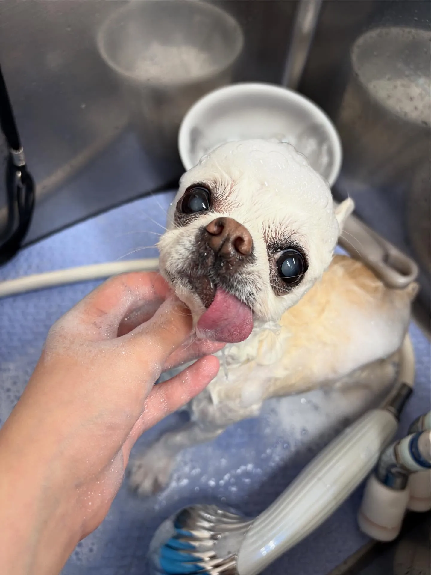 犬のシャンプー🫧