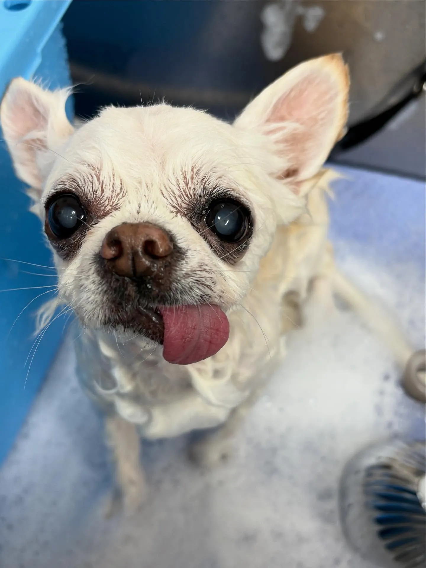 犬のシャンプー🫧