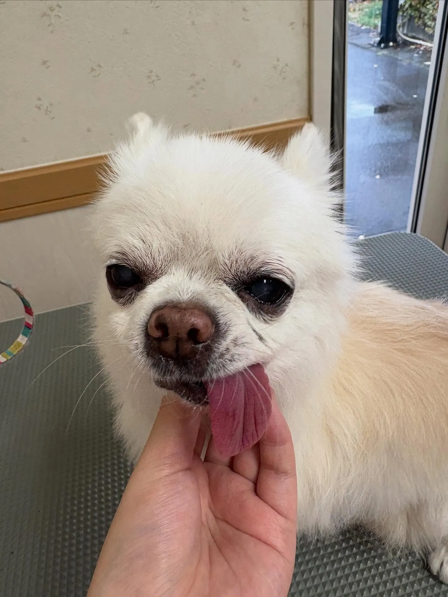 犬のシャンプー🫧