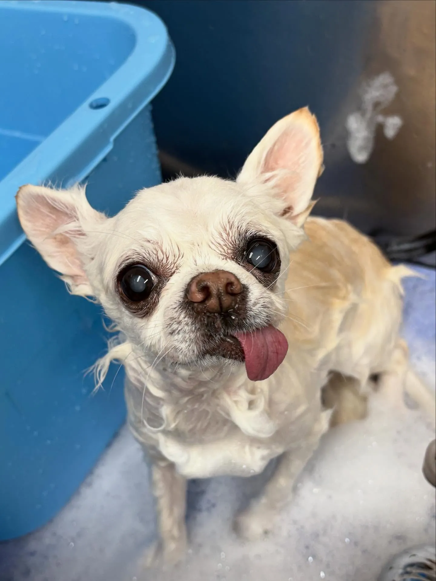 犬のシャンプー🫧