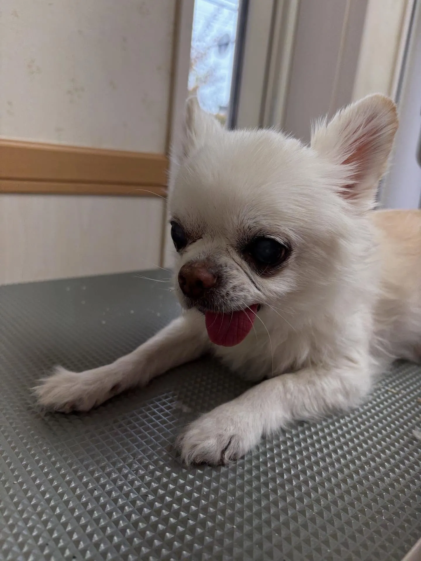 犬のシャンプー🫧