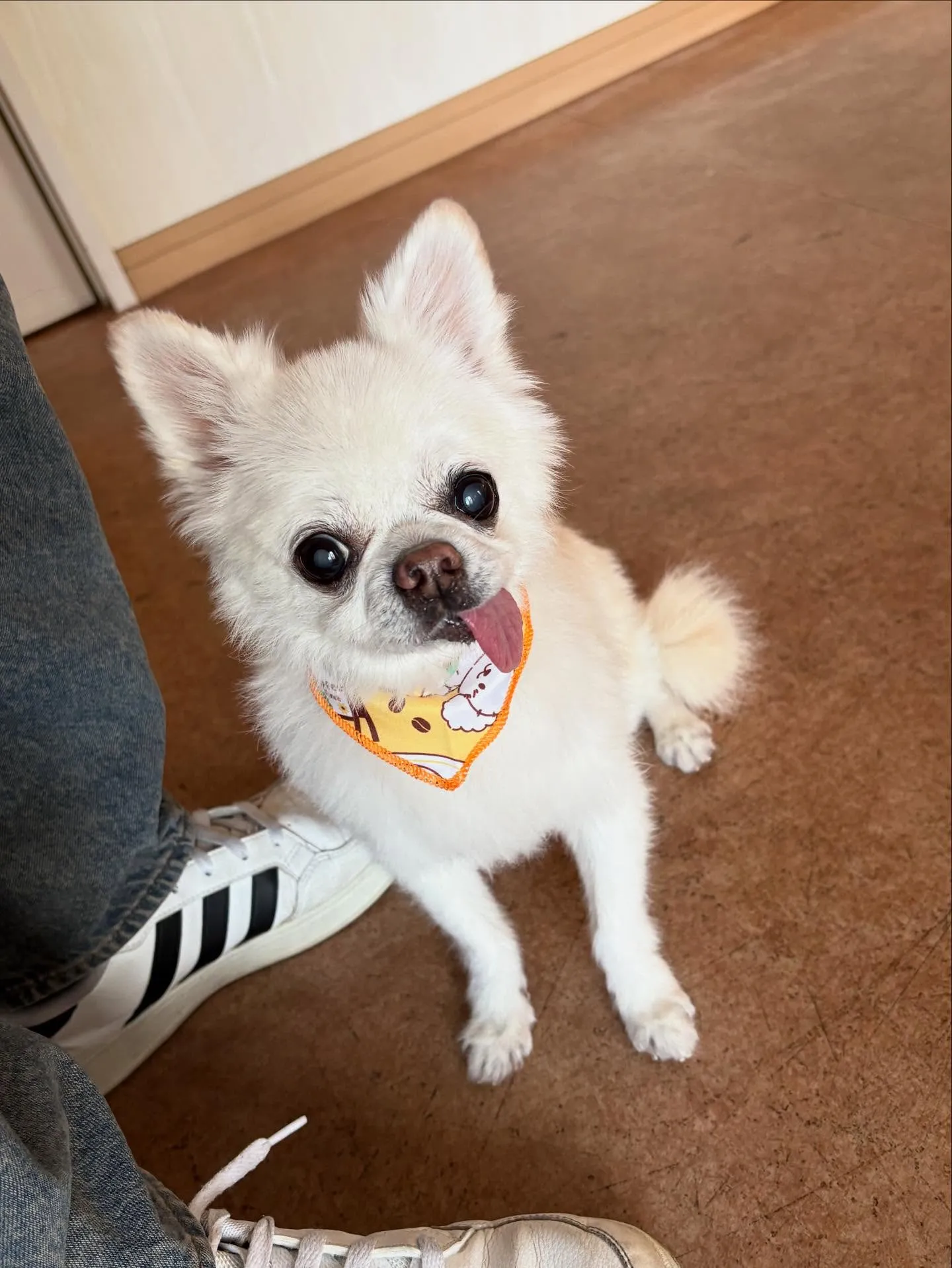 犬のシャンプー🫧