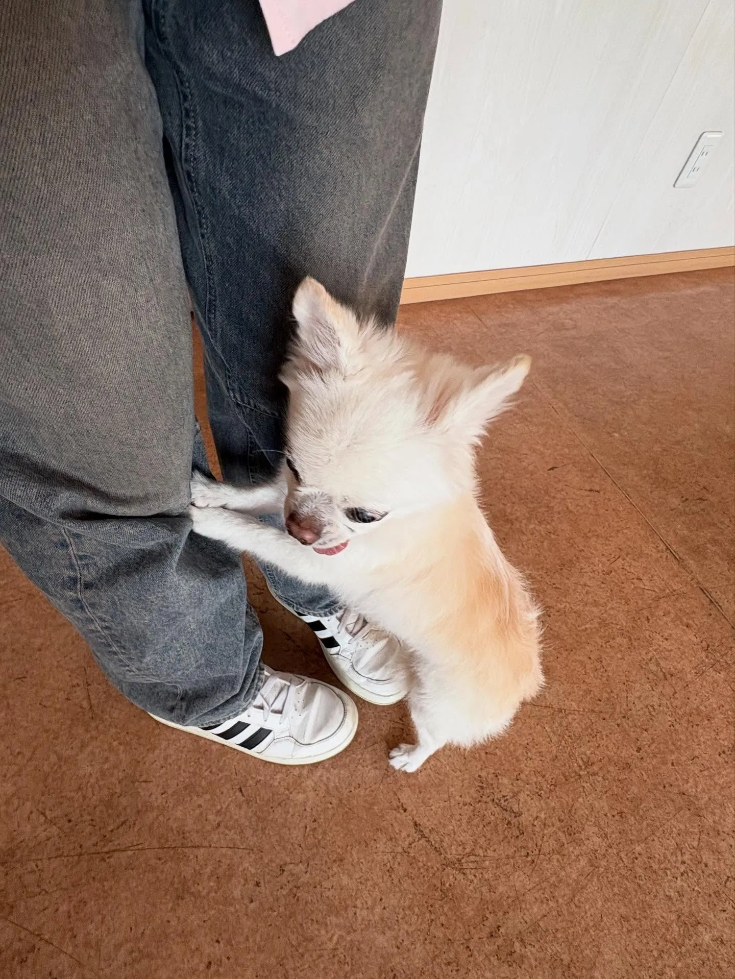 犬のシャンプー🫧