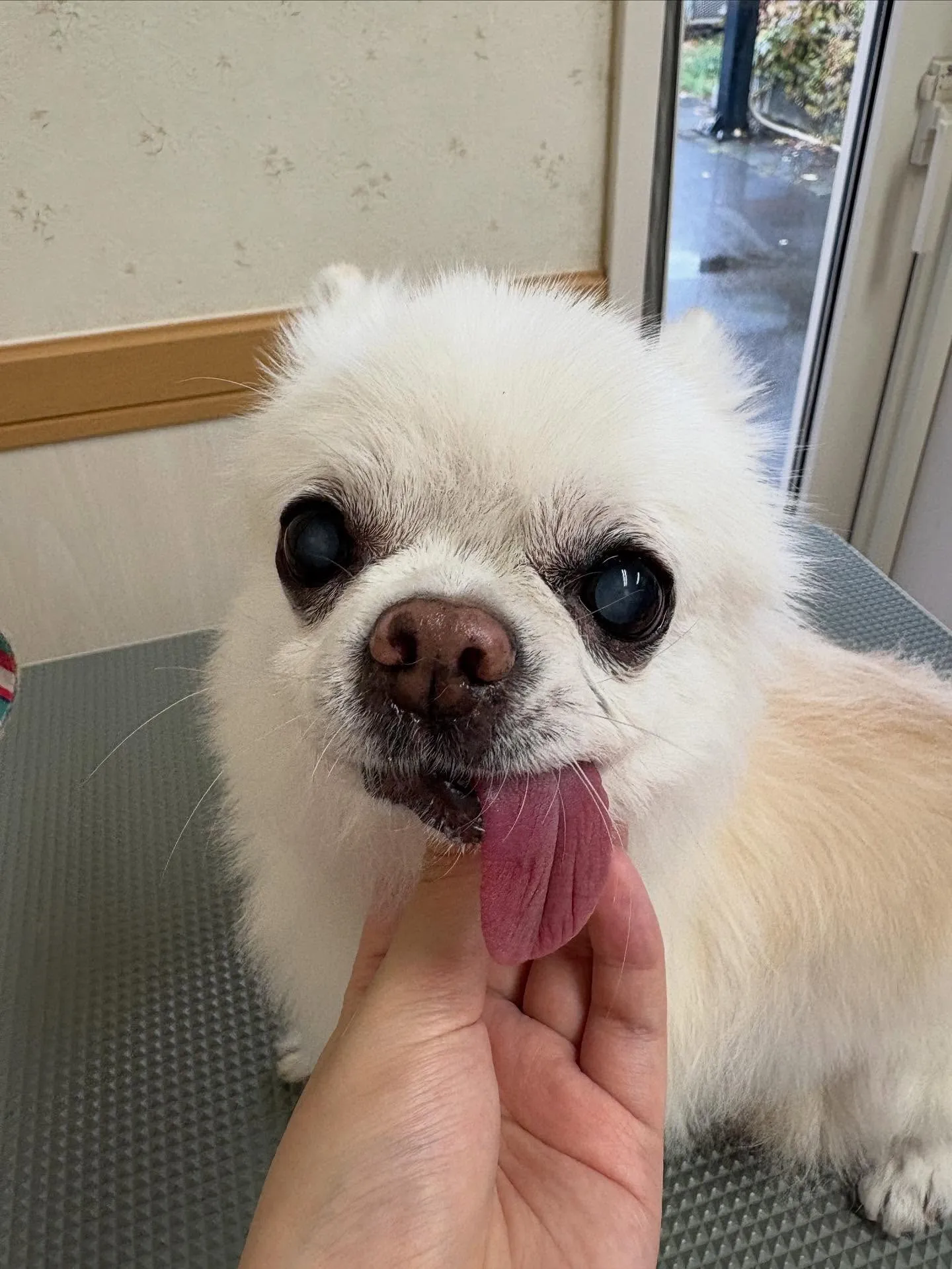 犬のシャンプー🫧