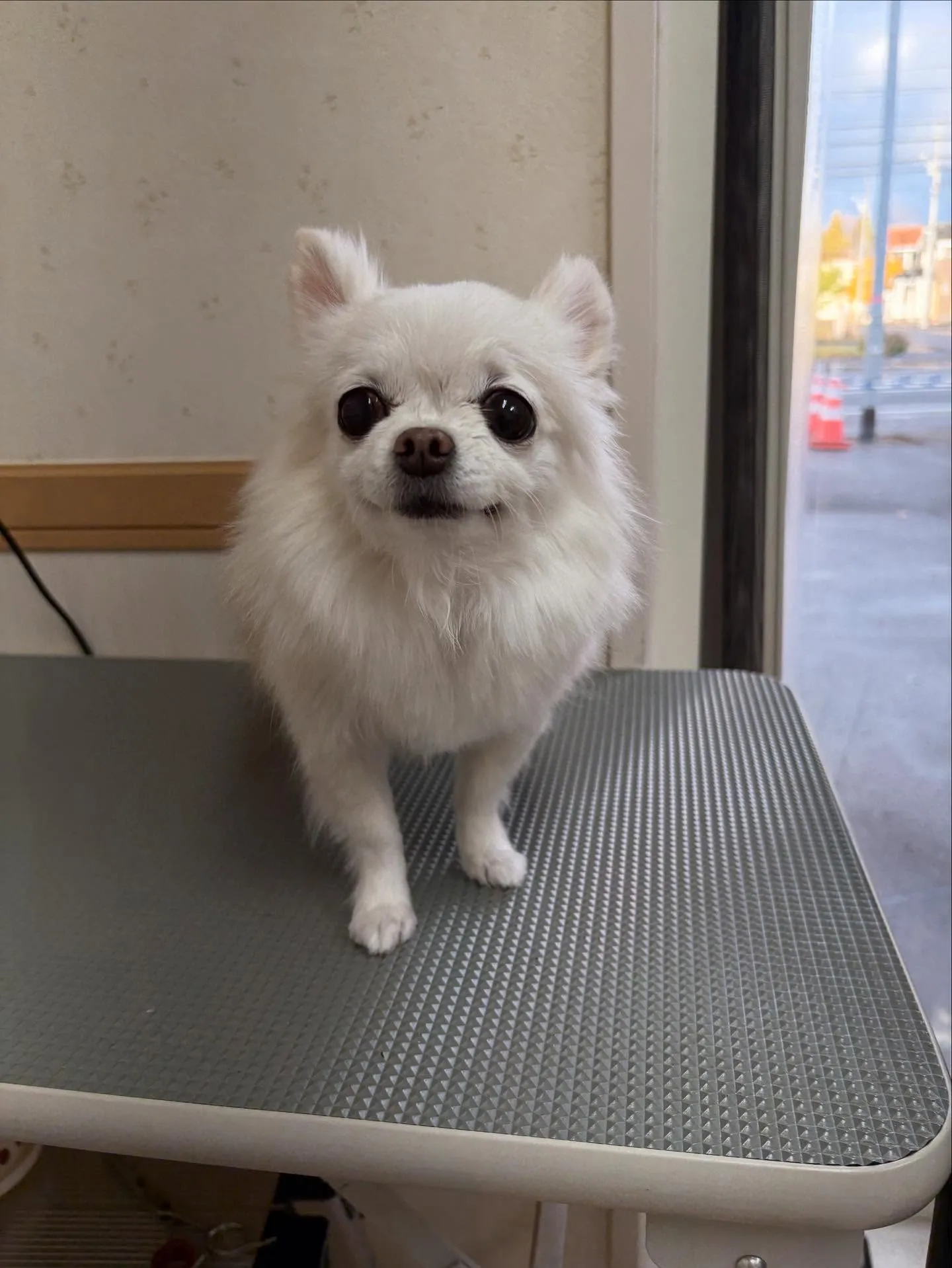 犬のシャンプー🫧