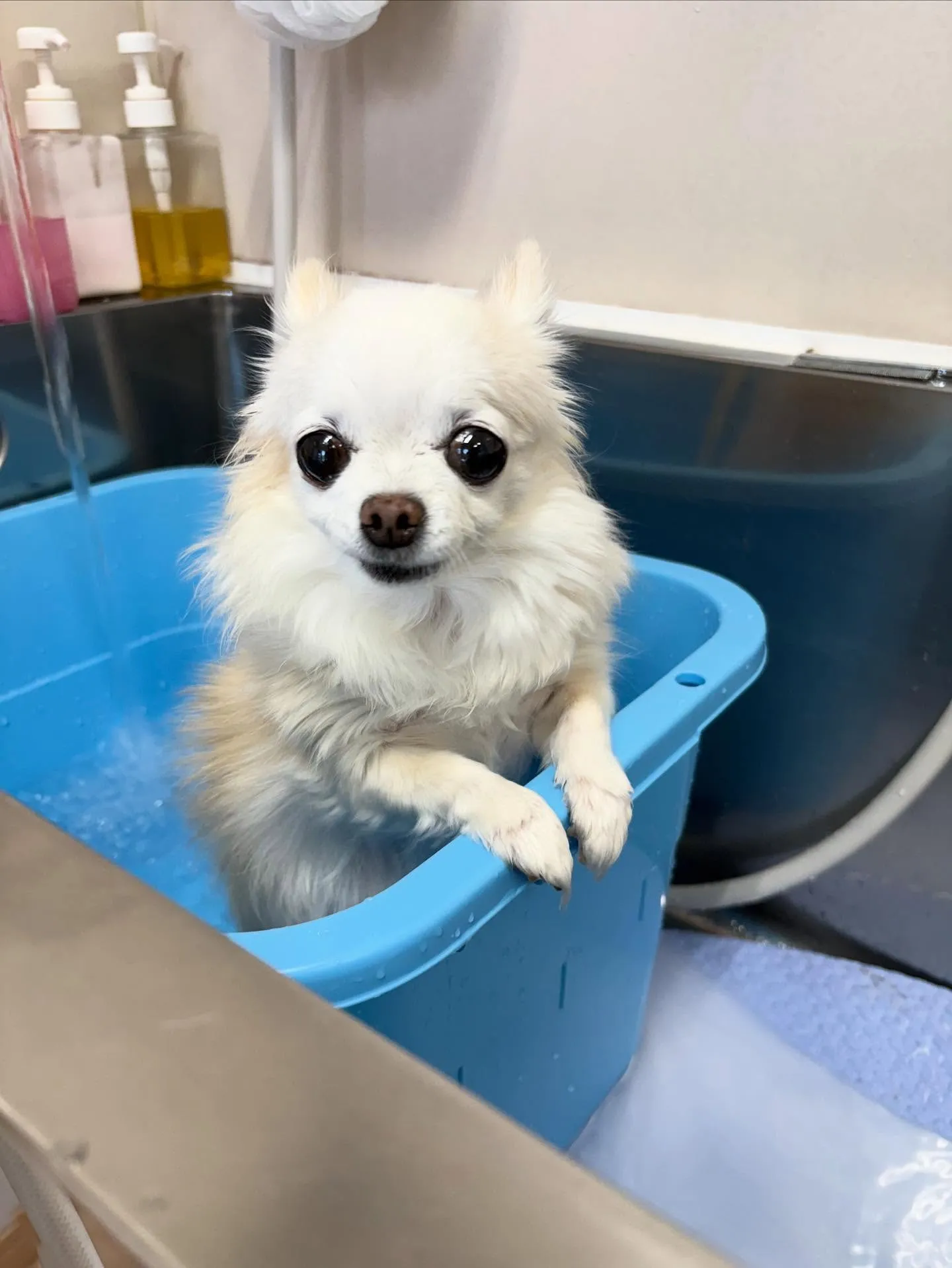 犬のシャンプー🫧