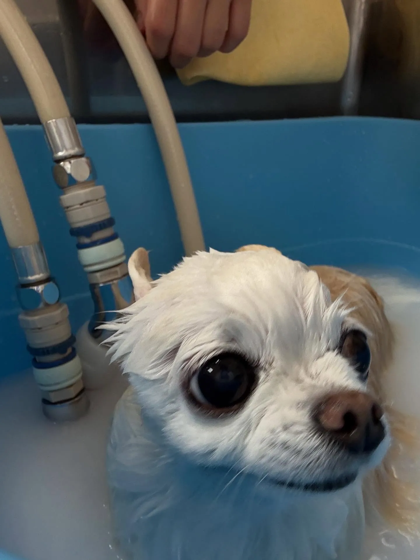 犬のシャンプー🫧