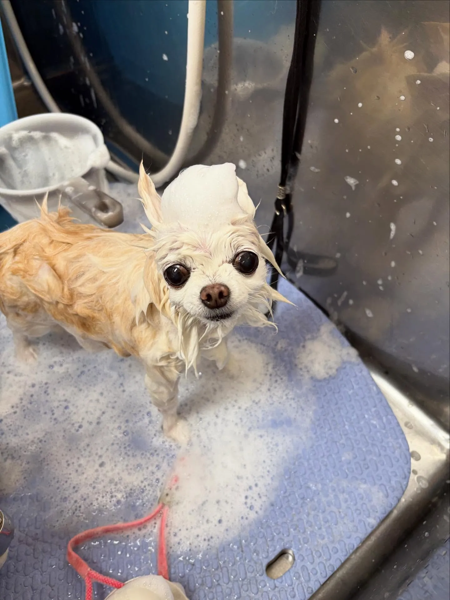 犬のシャンプー🫧