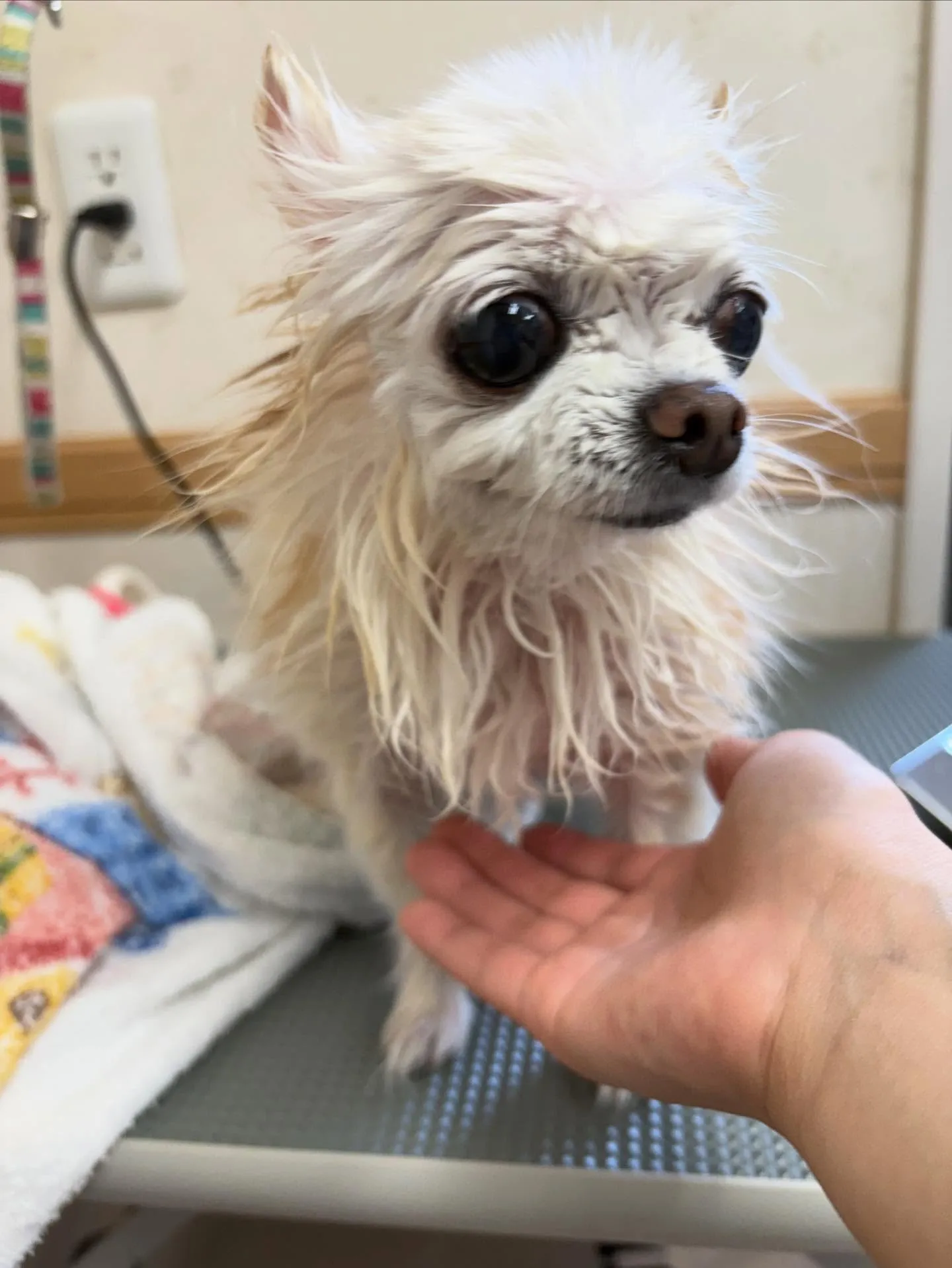 犬のシャンプー🫧