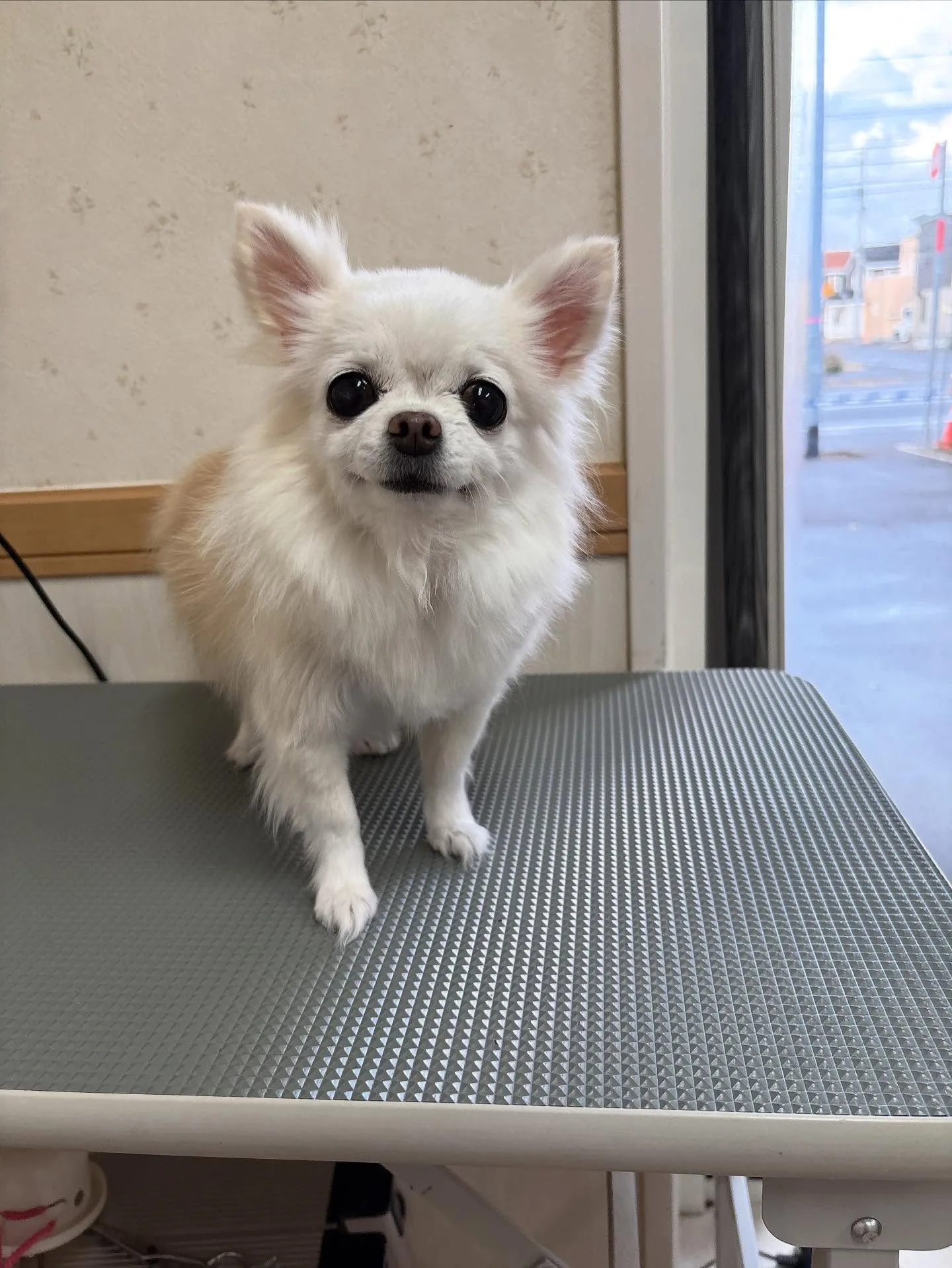 犬のシャンプー🫧