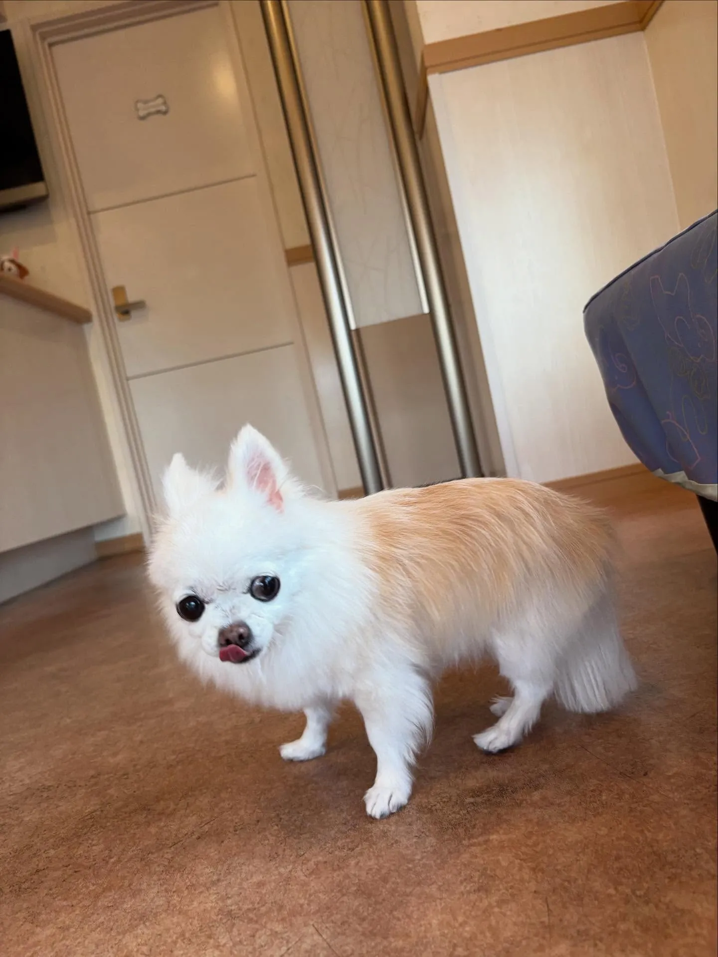 犬のシャンプー🫧