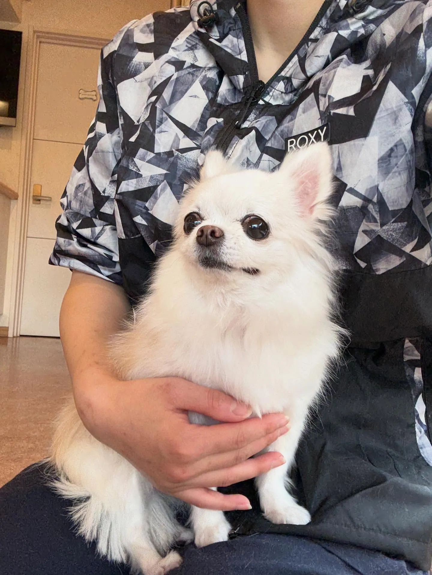 犬のシャンプー🫧