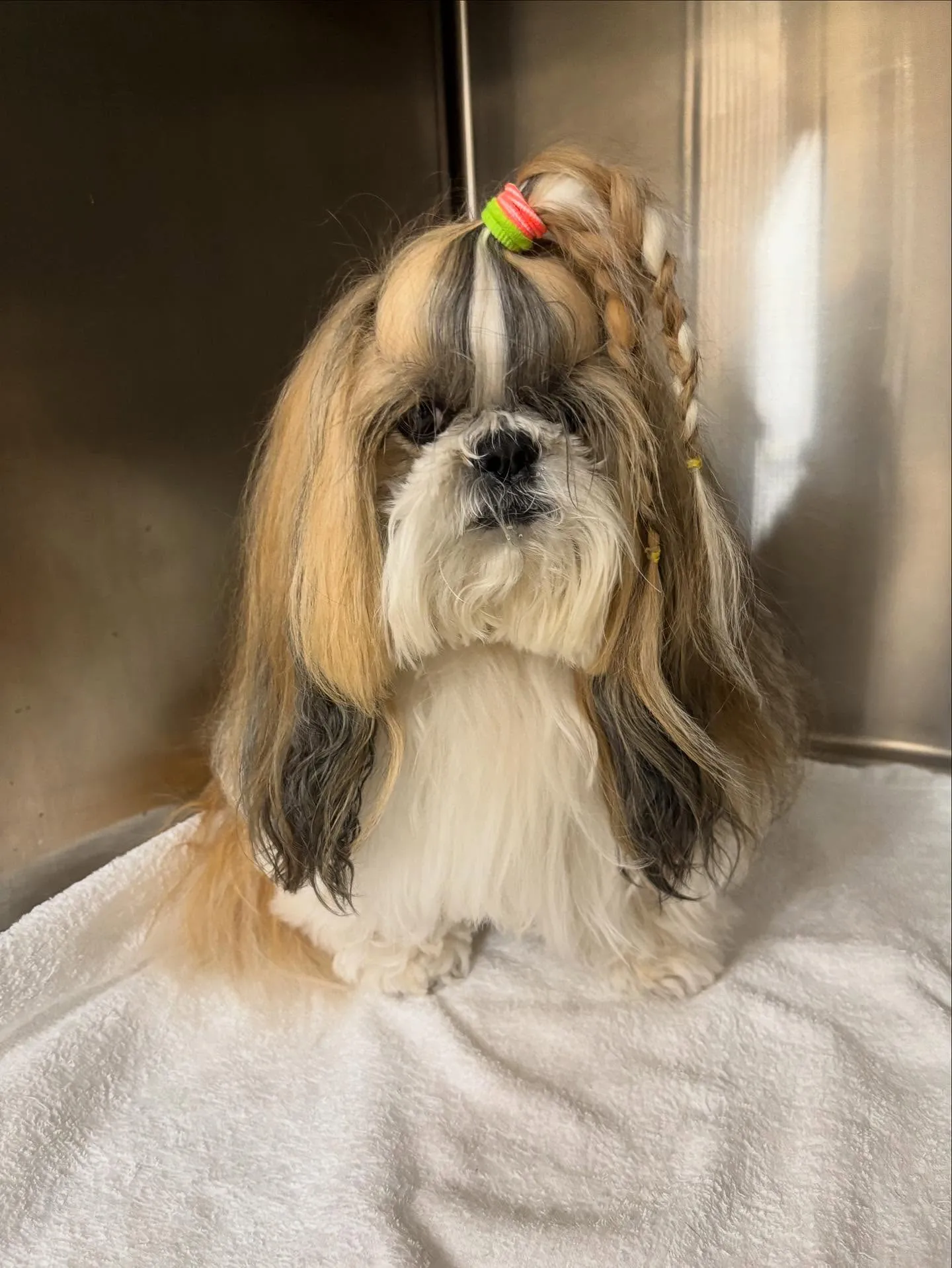 犬のシャンプー🫧