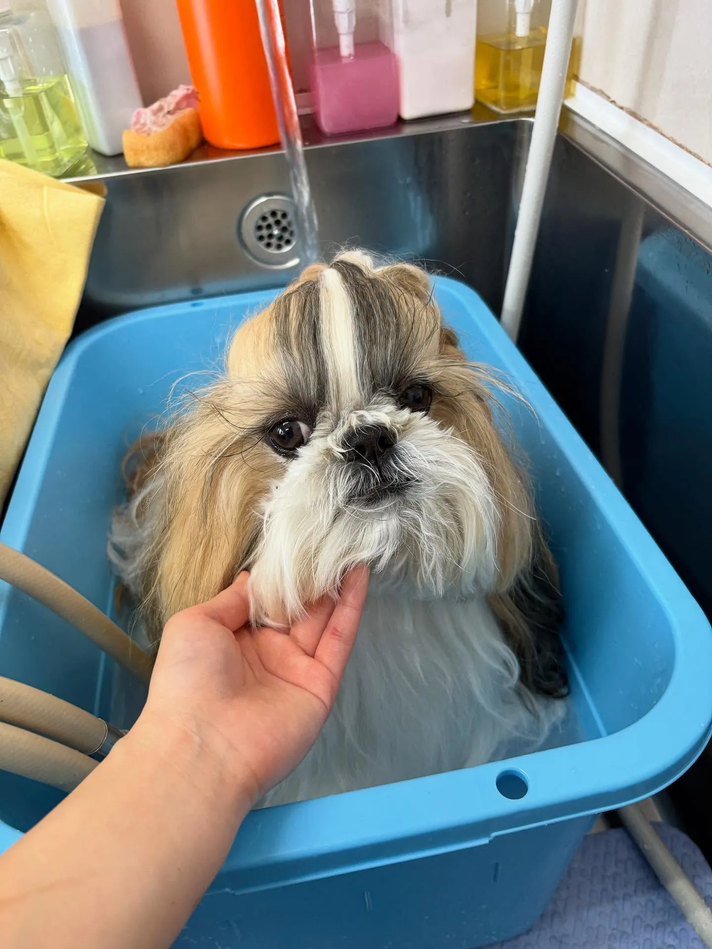 犬のシャンプー🫧