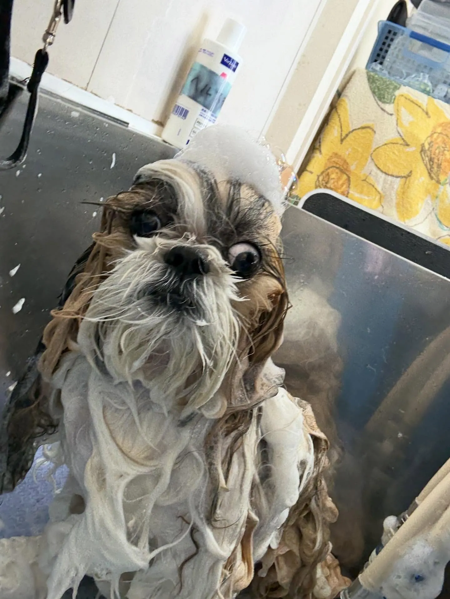 犬のシャンプー🫧