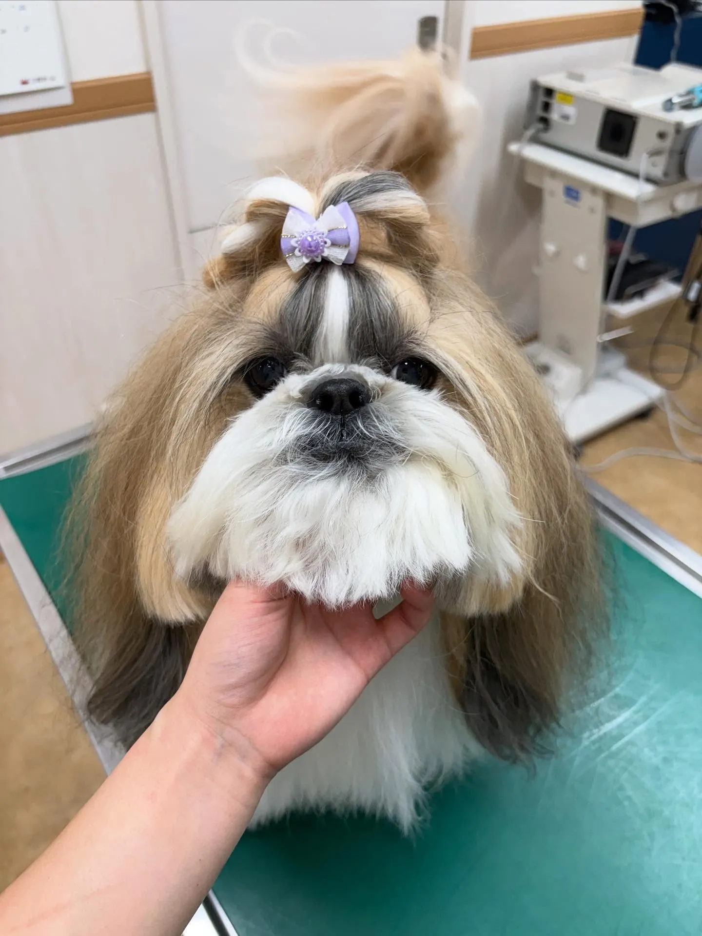 犬のシャンプー🫧