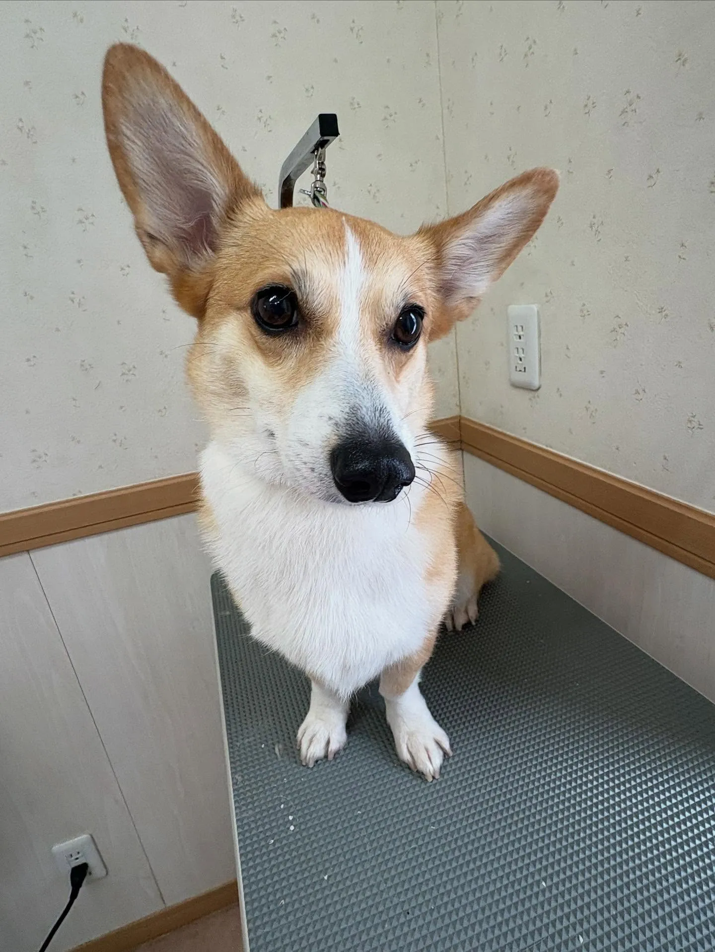 犬のシャンプー🫧