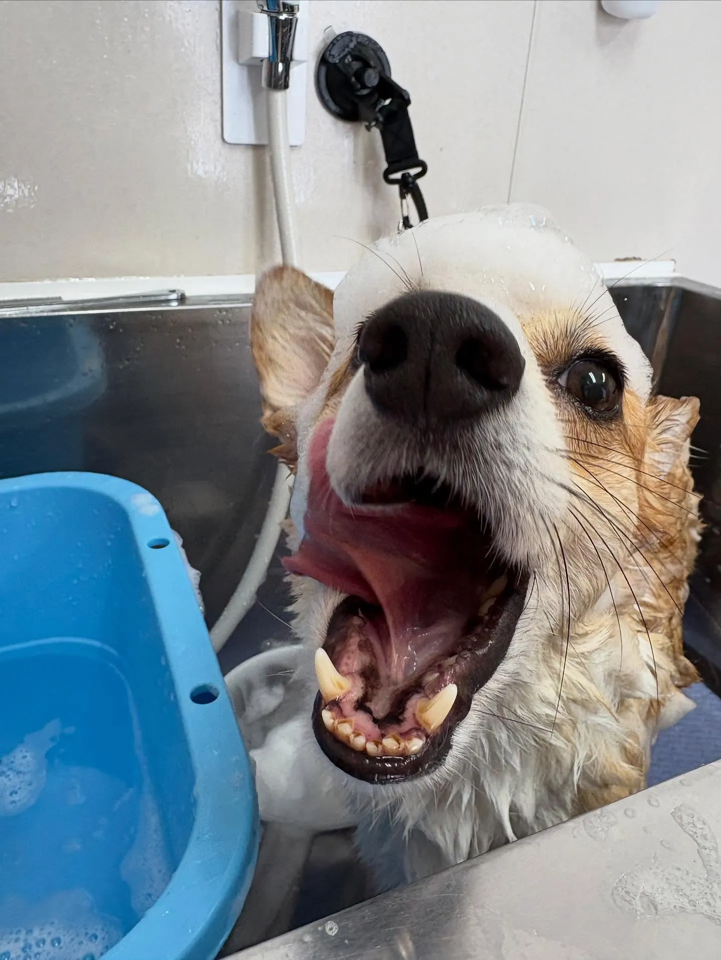 犬のシャンプー🫧