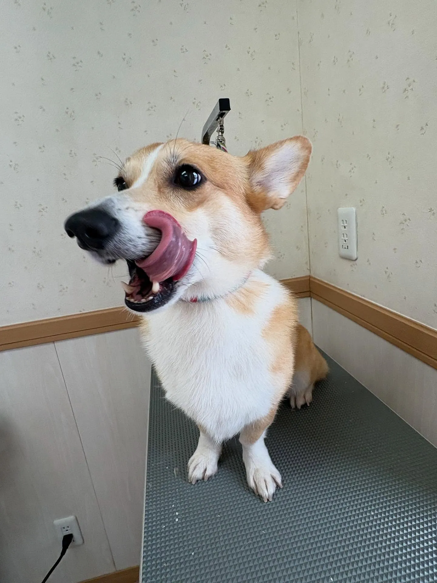 犬のシャンプー🫧