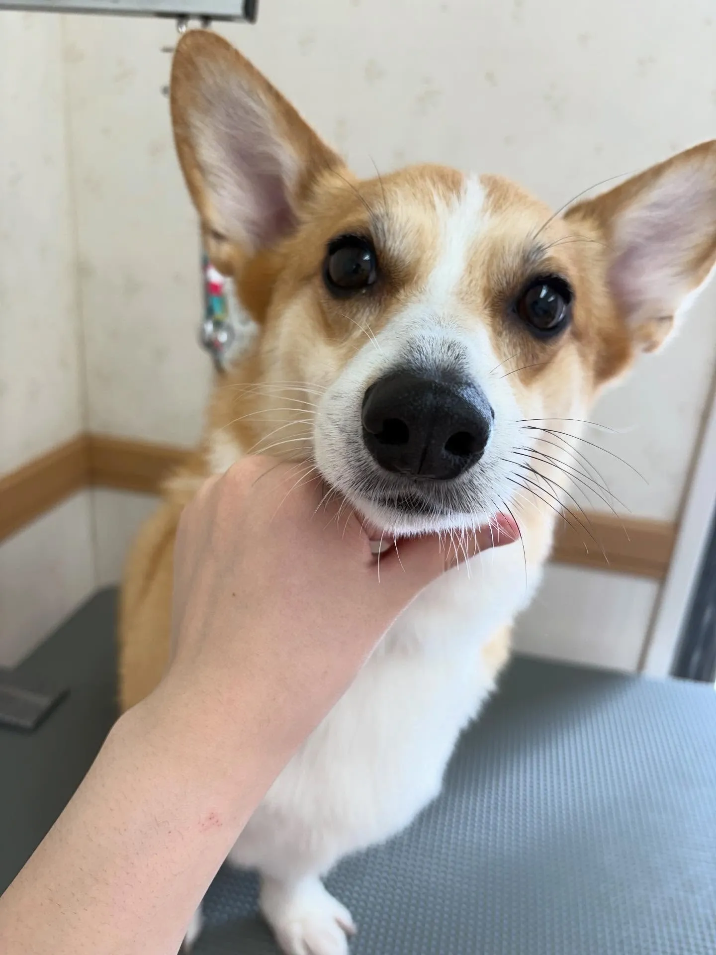 犬のシャンプー🫧