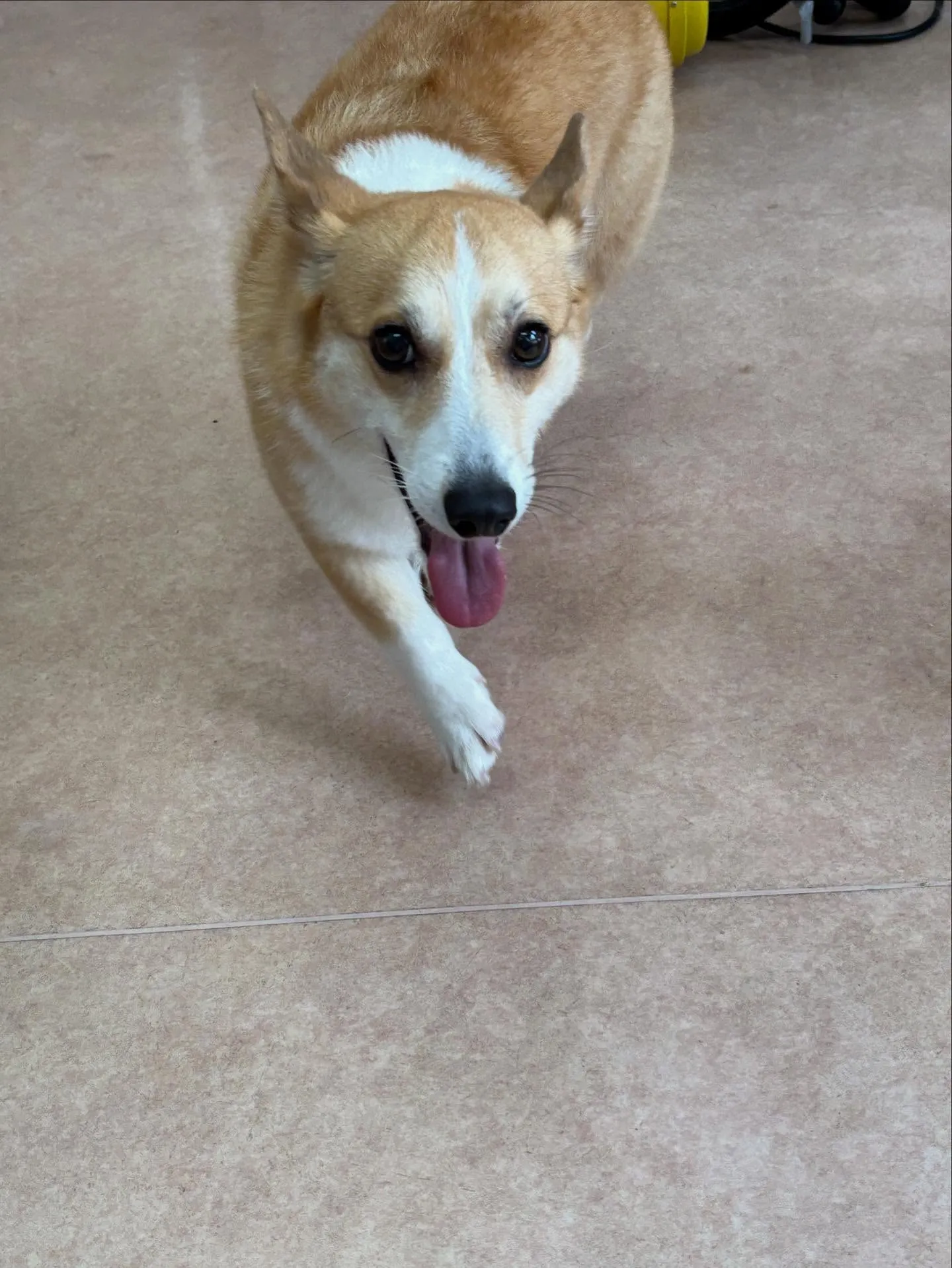 犬のシャンプー🫧