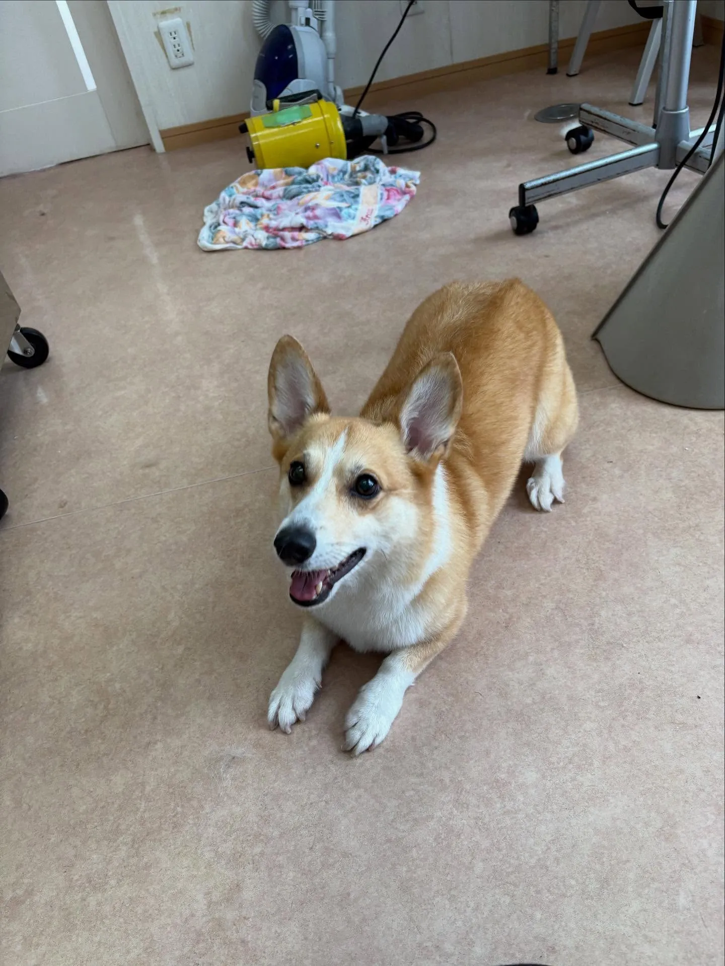 犬のシャンプー🫧