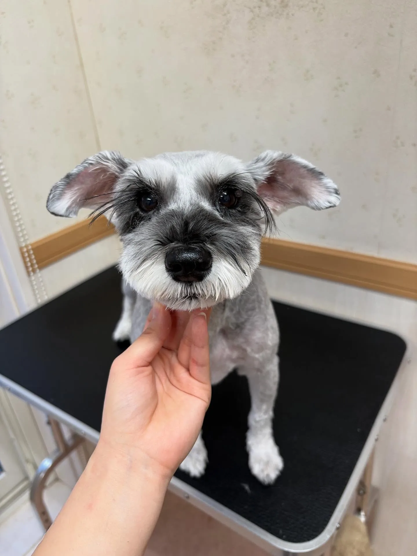 犬のトリミング✂️