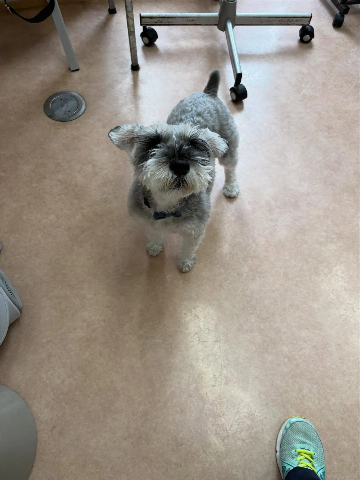 犬のトリミング✂️