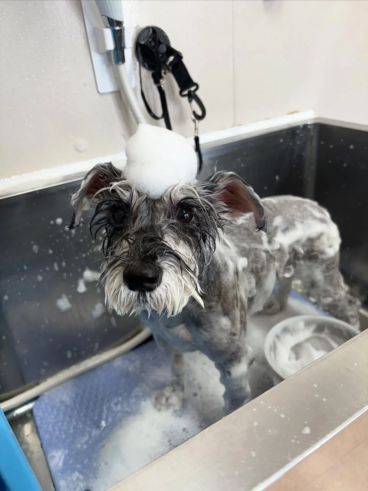 犬のトリミング✂️